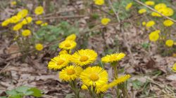 Podbiał - właściwości, przeciwskazania, przepisy