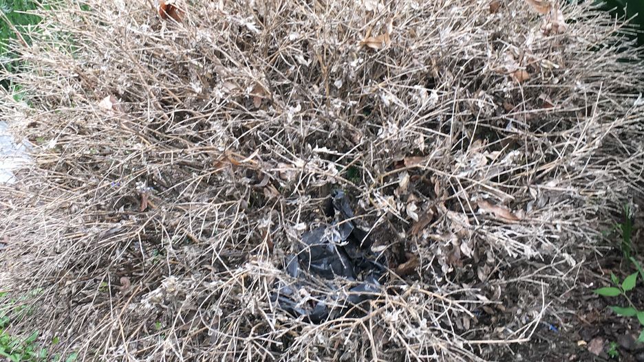 Tak wygląda bukszpan zaatakowany przez azjatycką ćmę