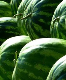 Arbuzy na celowniku złodziei. Kradną je ciężarówkami