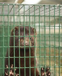 Zakaz hodowli zwierząt na futra i trzymania psa na łańcuchu. "To męczarnia dla zwierząt"