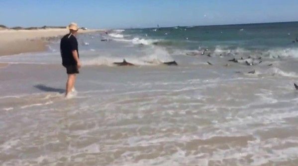 Rekiny przy plaży - ławica ryb nie miała szans. Film