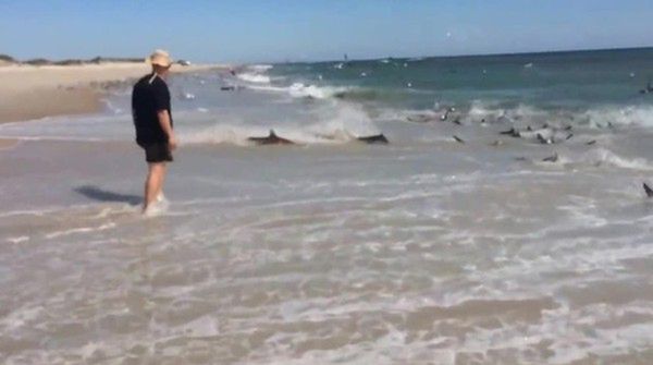 Rekiny przy plaży - ławica ryb nie miała szans. Film