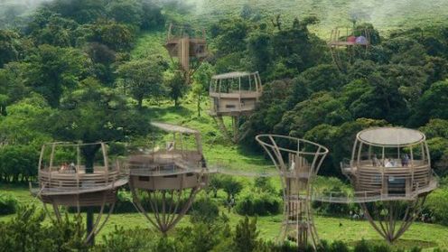 Powrót na drzewa (wideo) 1