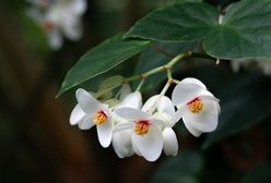 Begonia doniczkowa. Piękna roślina w doniczce
