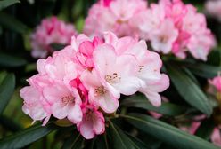 Sadzenie rododendronów bez tajemnic. Terminy i porady praktyczne