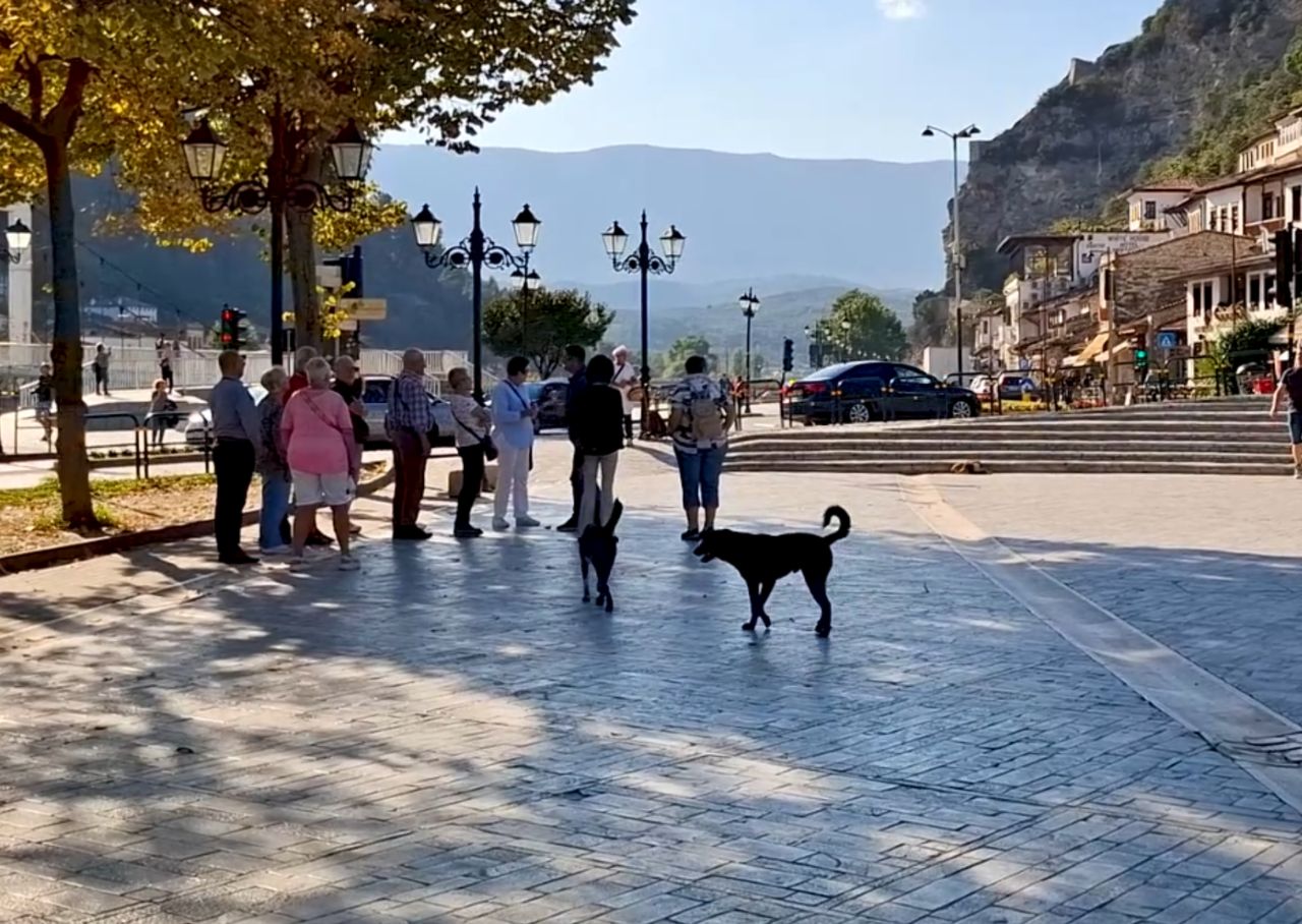 Wideo z Albanii. Można je spotkać na każdym kroku