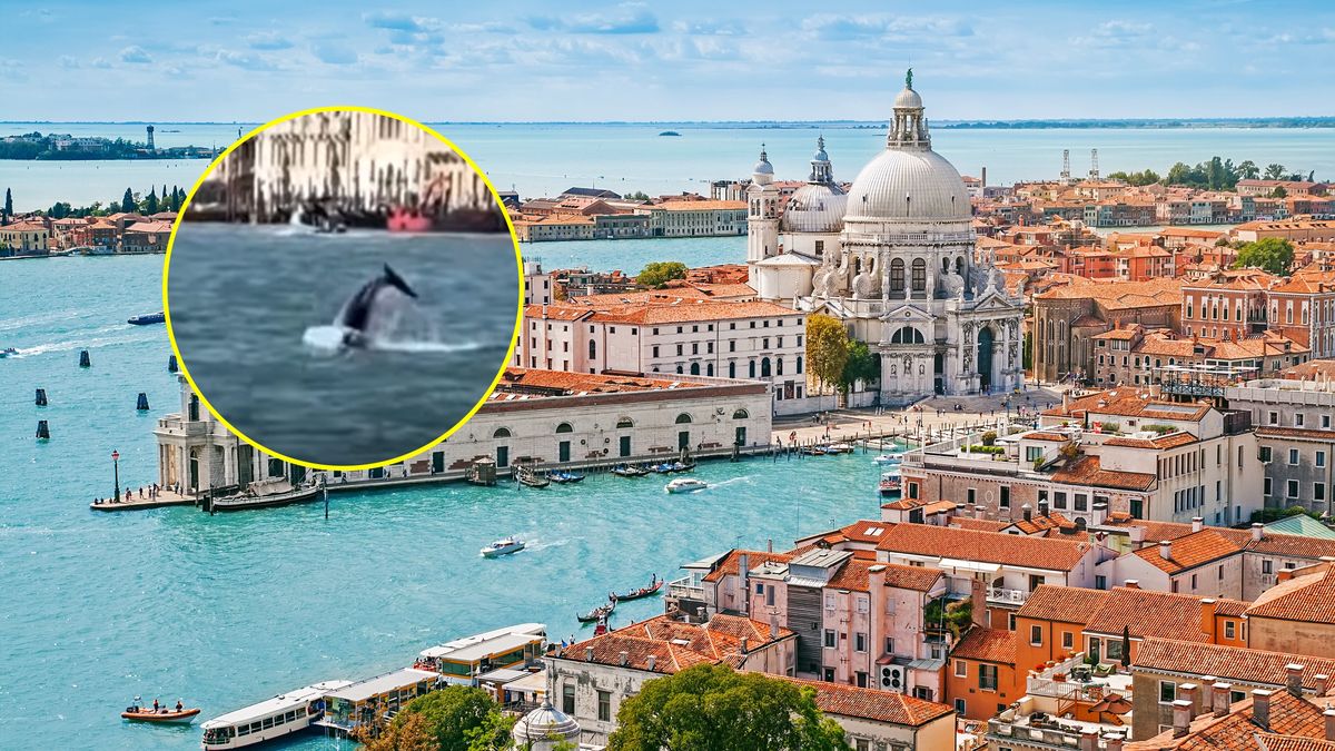 Naukowcy martwią się o delfina 