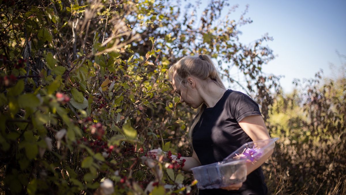 Young girl harvesting wild blackberry on countryside in front of old log cabine on difficult terrain
Young girl harvesting wild blackberry on countryside in front of old log cabine on difficult terrain
Coppy