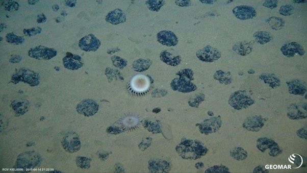 Konkrecje manganu w strefie Clarion-Clipperton