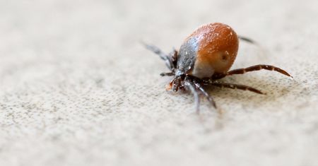 Najbardziej niebezpieczne owady. To one najczęściej gryzą latem i mogą przenosić wirusy