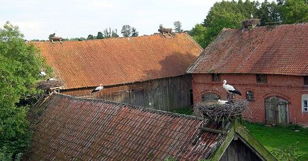 Warmińsko-mazurskie. Pierwszy bocian zajął gniazdo w Żywkowie