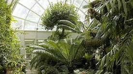 Jedna e szklarni warszawskiego ogrodu botanicznego.
