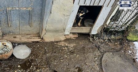 Głodne psy w lodowatym kojcu. Policja i Animals odebrały zwierzęta 66-latkowi
