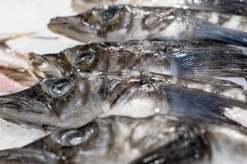 Zamiast stać w kolejce po karpia, poluję na kergulenę. Ma mało tłuszczu i sporo białka