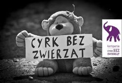 W niedzielę zaprotestują przeciwko występom zwierząt w cyrkach