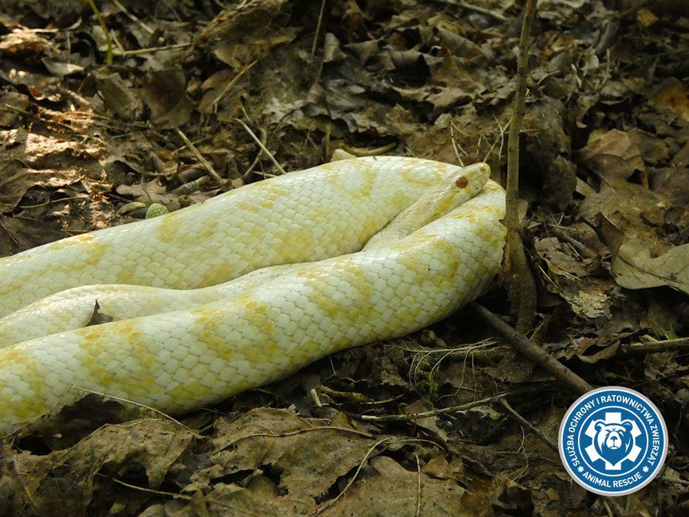 Wąż zbożowy znaleziony w Lasku Bielańskim. Wygrzewał się na słońcu