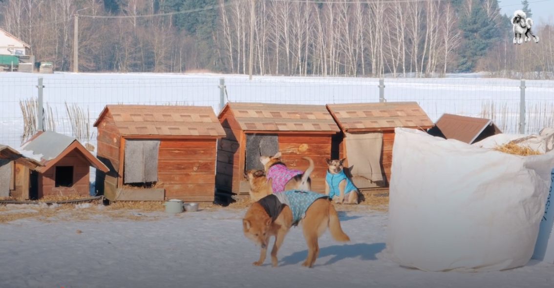 Joanna Przetakiewicz odwiedziła schronisko w Kruszewie
