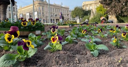 Kolorowa jesień w Lublinie. Ponad 8 tys. bratków ubarwi ulice i parki. Sprawdź, gdzie pojawią się nowe nasadzenia