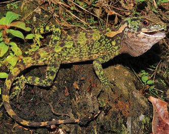 W Peru odkryto nowe gatunki jaszczurek