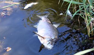 Śnięte ryby w Jeziorze Średzkim. Zamknięto kąpielisko