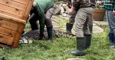 Sosnowiecki nielegalny lokator – krokodyl nilowy odebrany przez policję i przewieziony do ZOO