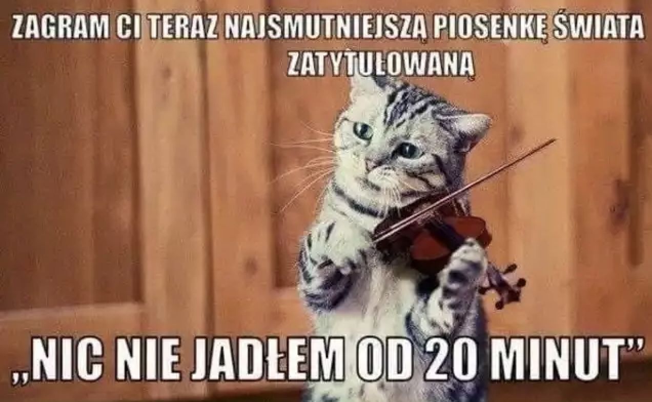 Memy na Dzień Kota