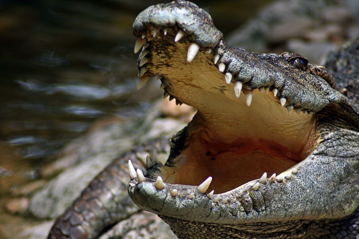 Krokodyl - zdjęcie ilustracyjne