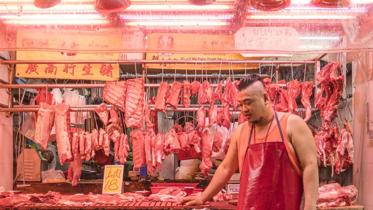 Koty na targach Hongkongu czują się jak w domu. Pokazał to Marcel Heijnen 1