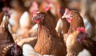Wirus zmutował. Ptasia grypa wraca