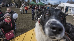 Piknik dla Psich Brzuszków w Radomiu. Zbiórka karmy, porady i atrakcje