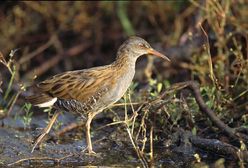 Gdyńscy strażnicy miejscy uratowali rzadkiego ptaka. ''Wydawał z siebie świński kwik''