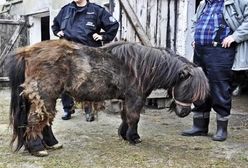 Pomorscy inspektorzy ''Animals'' uratowali zaniedbanego kucyka