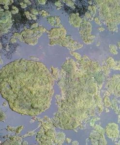 Sinice opanowały większość trójmiejskich plaż. Czerwona flaga na kąpieliskach