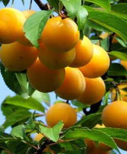 Kolejne odkrycie gdańskich naukowców. Przełom w żywieniu?