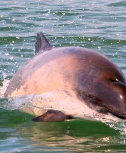 Morświn bałtycki zostanie uratowany? Jest program ochrony