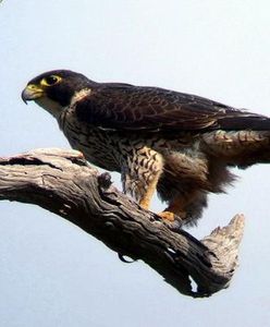 Gdyńska rodzina sokołów wędrownych zwiększyła się o troje piskląt