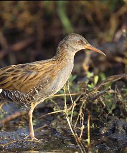 Gdyńscy strażnicy miejscy uratowali rzadkiego ptaka. ''Wydawał z siebie świński kwik''