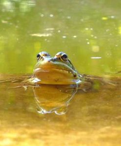 Gdańscy wolontariusze ratują żaby. Chcą chronić zagrożone gatunki płazów