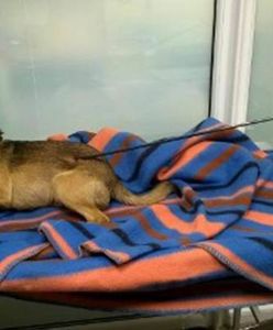 Gdyńska policja zamknęła sprawę psa śmiertelnie postrzelonego z łuku