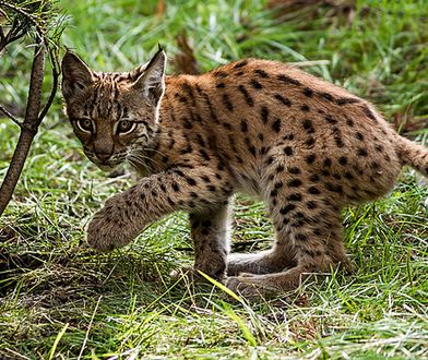 Rozpad ZSRR wpłynął na przyrodę