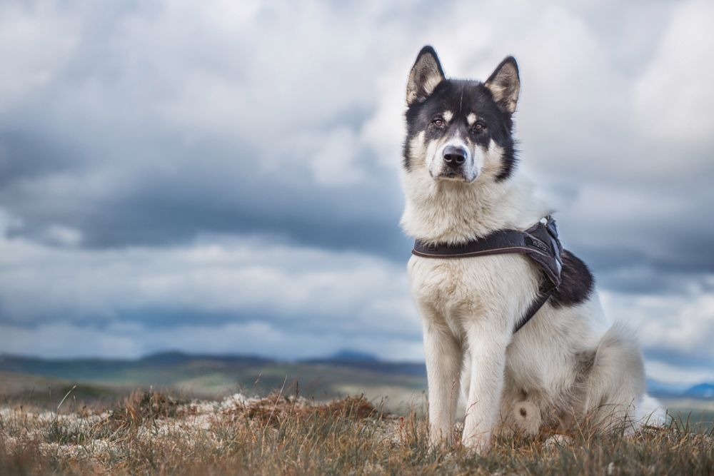 Fotograf rzucił pracę, by podróżować ze swoim psem - poznaj przygody Henrika Vikse i Akiaka 3