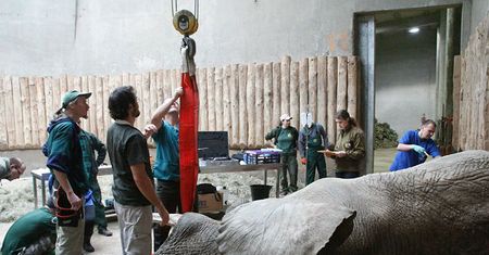 Słynnemu słoniowi z poznańskiego zoo usunięto ząb
