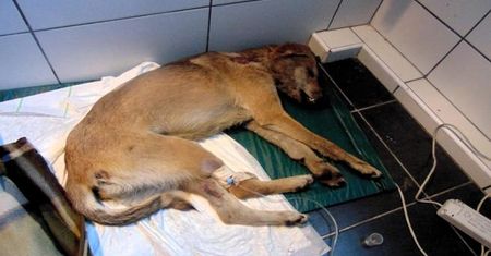 Dwa brutalne przypadki znęcania się nad zwierzętami na Pomorzu w jednym tygodniu. To już plaga?