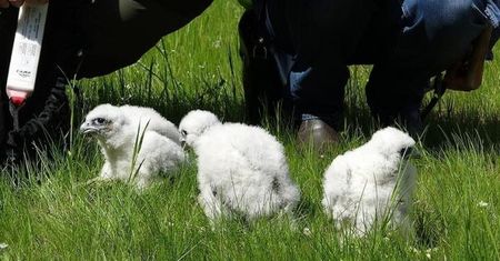 Internauci wybiorą imiona gdyńskich sokołów. Głosowanie potrwa tylko do soboty