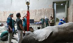 Słynnemu słoniowi z poznańskiego zoo usunięto ząb