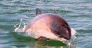 Morświn bałtycki zostanie uratowany? Jest program ochrony