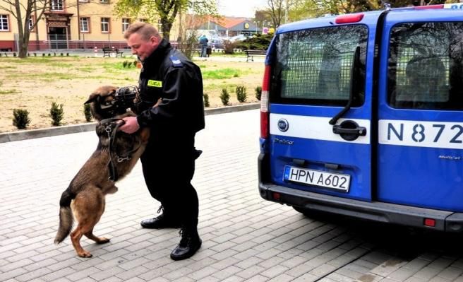 Policyjny pies uratował zaginionego Pomorzanina. ''Nie potrafił trafić do domu''