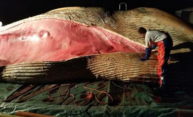 Helscy badacze ustalili, że odnaleziony w Stegnie wieloryb to finwal