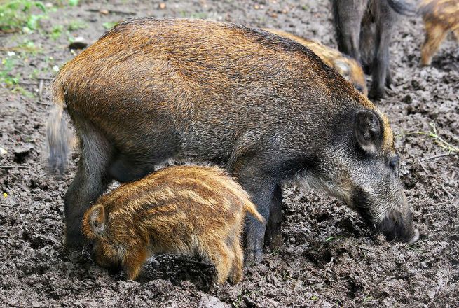 Myśliwi chcą pomóc rolnikom. Odstrzelą 300 tysięcy dzików