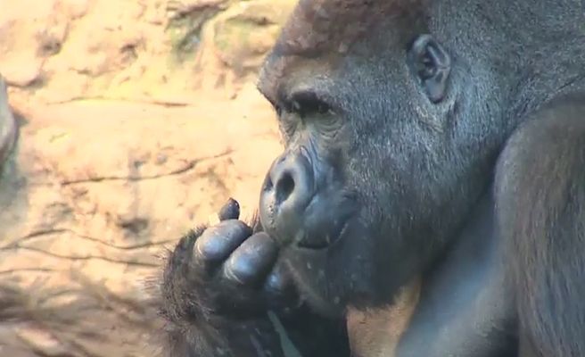 Rozzłoszczony goryl zbił szybę w opolskim zoo